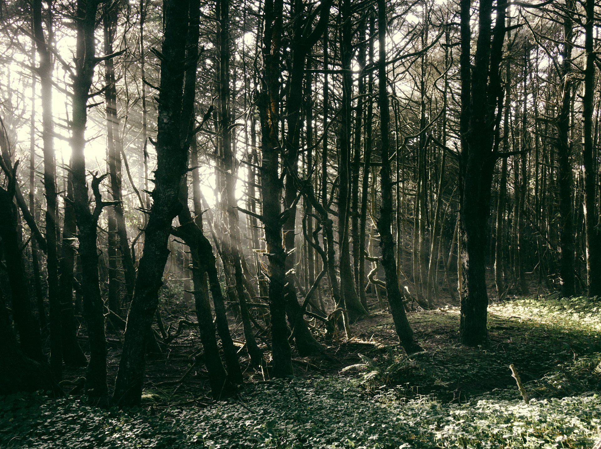 Rainforest, Tofino region — Adam Patterson / Unsplash